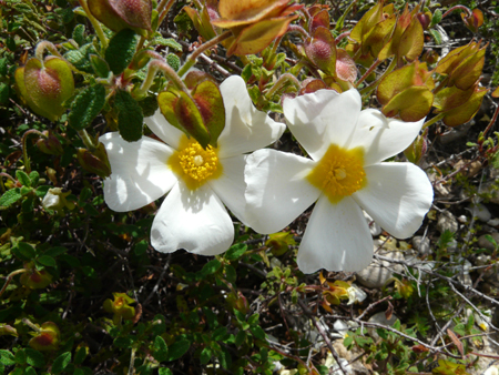 Cistaceae della Riserva Naturale Orientata Torre Salsa